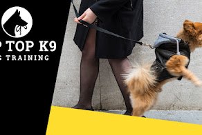 Tip Top K9 Dog Training